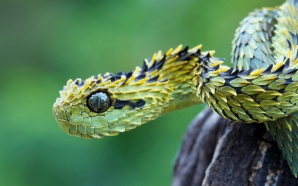 A legérdekesebb tények kígyók