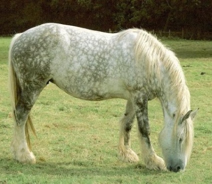 Pettyez szürke színű a ló fotó, leírás - helyszínen a lovak
