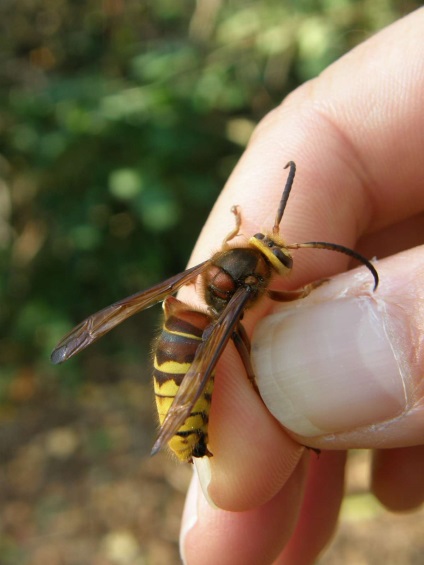 Hornet - ragadozó rovarok