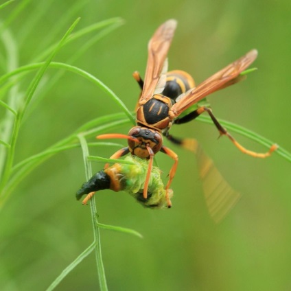 Hornet - ragadozó rovarok