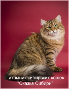 Szibériai macska tenyésztésre Moszkvában