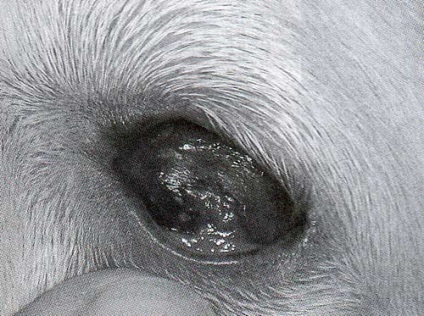 A száraz szem szindróma kutyák