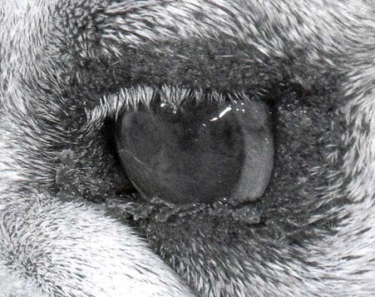 A száraz szem szindróma kutyák