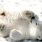 Elefánt gyöngy, gyöngyök, és a hímzés sző rendszerének gyöngyök (gyöngyök) Elefánt gyöngyök, gyöngyök, szövés és hímzés rendszerek üveggyöngyből