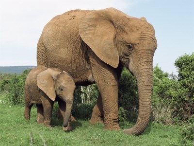Elefánt - Afrika állatok