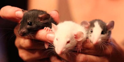 Álomértelmezés patkányok esetében a patkányok egy álom álom