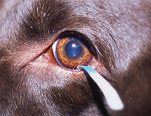 Keratoconjunctivitis sicca - száraz szem szindróma - szem betegség a kutyák - szembetegségek kutyák -