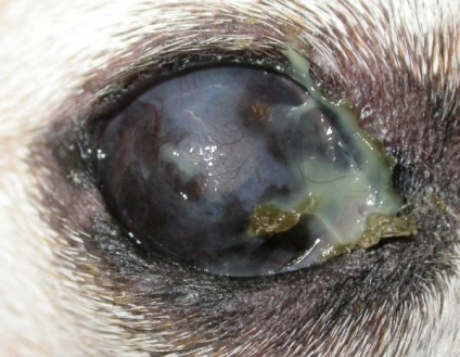 Keratoconjunctivitis sicca kutyák okok és kezelési lehetőségek