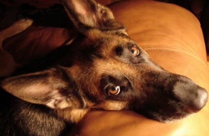 Keratoconjunctivitis sicca kutyák okok és kezelési lehetőségek