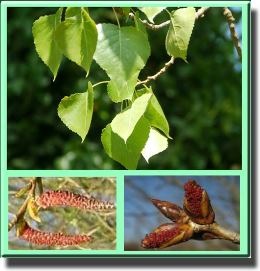Poplar fekete (fekete) fekete nyár