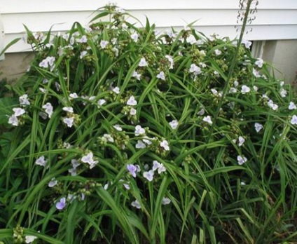 Tradescantia kert, gyönyörű ötletek a kertben