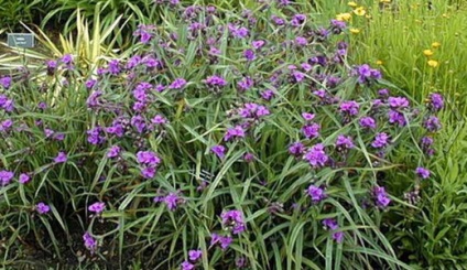 Tradescantia kert, gyönyörű ötletek a kertben