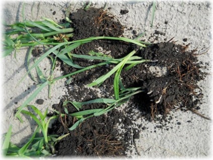 Tradescantia kert gondozás és leszállás fotókkal, hasznos tulajdonságok (Tradescantia kert) Tradescantia kert gondozás és leszállás fotókkal, hasznos tulajdonságok
