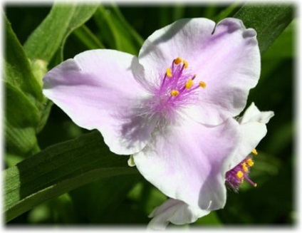 Tradescantia kert gondozás és leszállás fotókkal, hasznos tulajdonságok (Tradescantia) Tradescantia kert gondozás és leszállás fotókkal, hasznos tulajdonságok