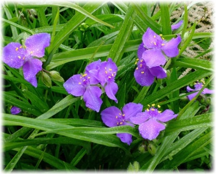 Tradescantia kert gondozás és leszállás fotókkal, hasznos tulajdonságok