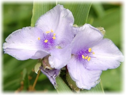 Tradescantia kert gondozás és leszállás fotókkal, hasznos tulajdonságok (Tradescantia ápolási otthon) Tradescantia kert gondozás és leszállás fotókkal, hasznos tulajdonságok