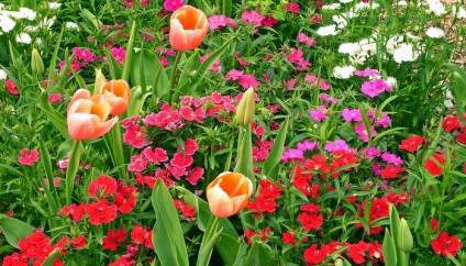Tulipán kerttervezés, fotó izzók az országban, és a kertben