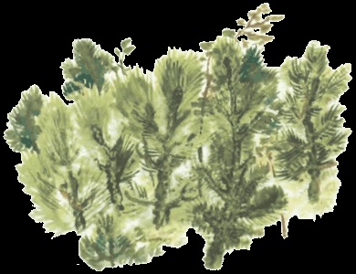 Tyupa, Tomka és negyven (miért tyupu úgynevezett tyupoy) Tyupa, Tomka és negyven