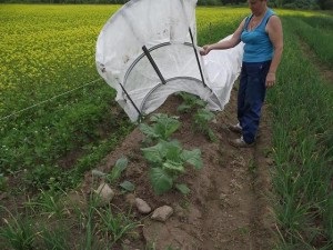 Termesztése káposzta üvegházban (üvegházi termesztés káposzta) Növekvő káposzta melegházban