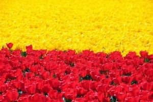 Növekvő tulipánok Hollandiában