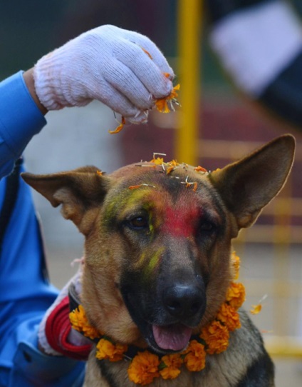 Minden a legjobb - a kutyák a nyaralás Nepálban, dicsérve a négylábú barát egy személy