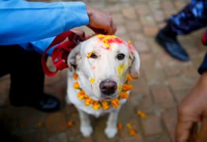 Minden a legjobb - a kutyák a nyaralás Nepálban, dicsérve a négylábú barát egy személy