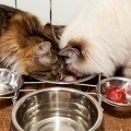 Szibériai macskák párzási partner kiválasztása, a párzás és a szülés eljárást hívni cica