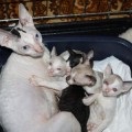 Szibériai macskák párzási partner kiválasztása, a párzás és a szülés eljárást hívni cica
