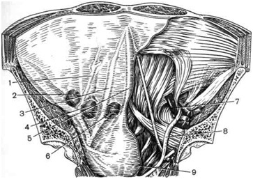 Sebészeti anatómiája A hasfal (1. rész) (rectus abdominis) Sebészeti Anatómiai hasi fal (1. rész)