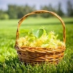 Zöld sóska hasznos tulajdonságok és ellenjavallatok