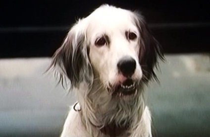 10 Films, ami után elviselhetetlenül szeretnénk, hogy egy kutya - mit kell látni