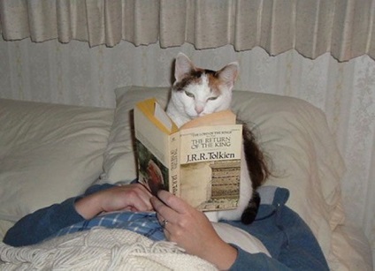 25. A macskák, akik szeretnék, ha megáll olvasás