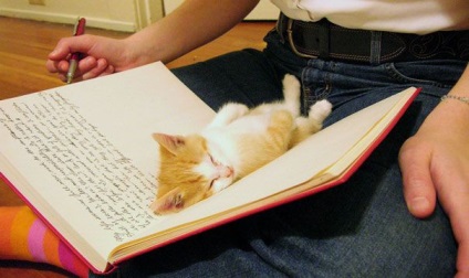 25. A macskák, akik szeretnék, ha megáll olvasás
