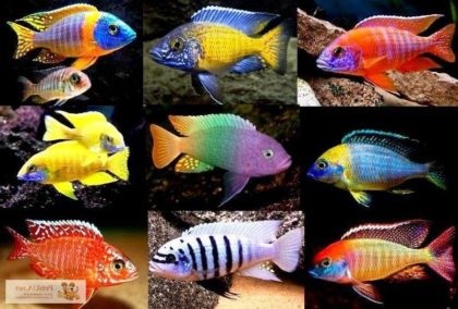 Afrikai sügér tartalom leírás fajok reprodukciós kompatibilitás, akváriumi halak
