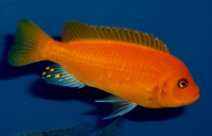 Afrikai sügér tartalom leírás fajok reprodukciós kompatibilitás, akváriumi halak