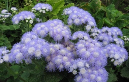 Ageratum ültetés, termesztés, gondozás, fotó, válasszon egy leszálló