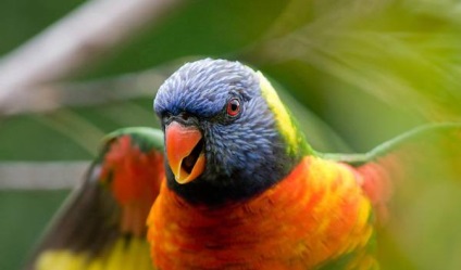 Agresszió papagájok miért papagáj vagy madár falatok okoz agresszió madarak állatok viselkedését,