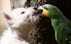 Agresszió papagájok miért papagáj vagy madár falatok okoz agresszió madarak állatok viselkedését,