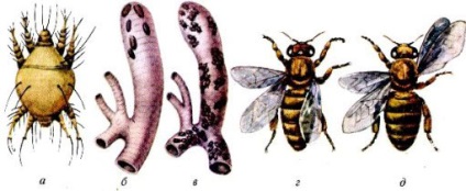 Akarapidoz méhek tünetei és kezelése