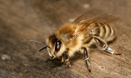 Akarapidoz méhek leírása a betegség, a kezelés és videó