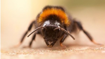 Akarapidoz méhek leírása a betegség, a kezelés és videó