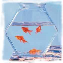 Akvárium a bankok - a tartalom akváriumi halak a bank - az állatvilágban