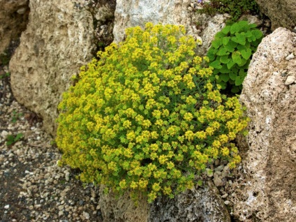 Alyssum növekvő magról