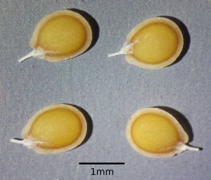 Alyssum növekvő magról