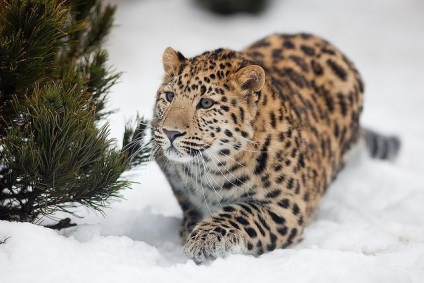 Távol-keleti Amur leopárd leírás, fotók