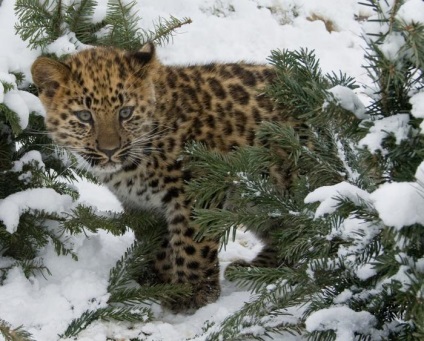 Távol-keleti Amur leopárd leírás, fotók