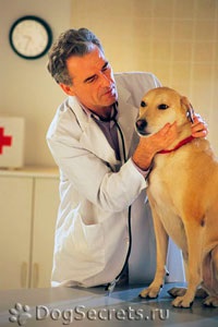 Angina kutyák tünetei, kezelése