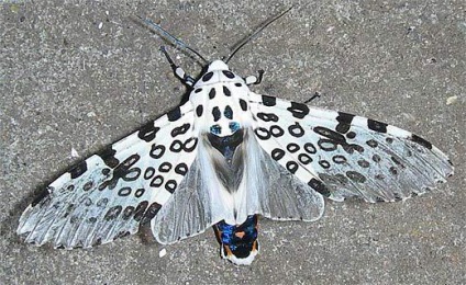Butterfly Bear jellemzői, a forgalmazás, a fényképet (pillangó) Butterfly Bear funkciók, forgalmazás, fotó