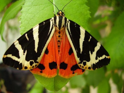 Butterfly Bear funkciók, forgalmazás, fotó