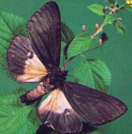 Butterfly Bear jellemzői, a forgalmazás, a fényképet (medve) Butterfly Bear funkciók, forgalmazás, fotó